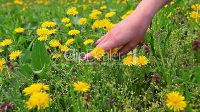 Hand gently caresses field flowers, dandelions