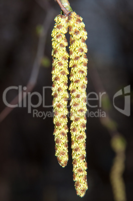 Spring Birch catkins