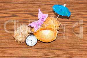 Seashell and watches