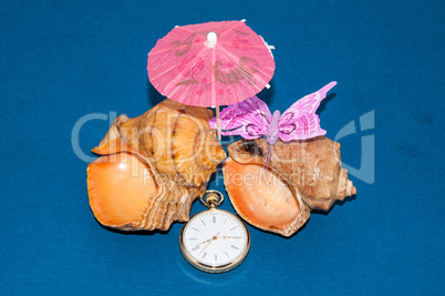 Seashell and watches