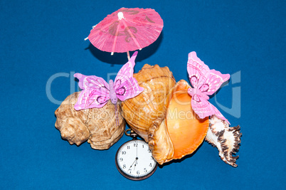 Seashell and watches