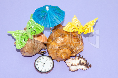 Seashell and watches