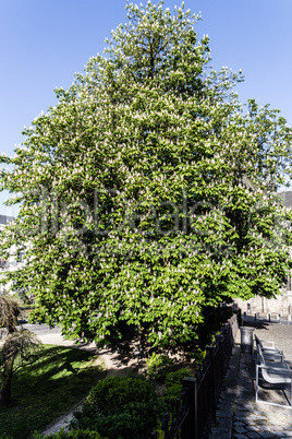 Blühende Kastanie - Blooming Chestnut