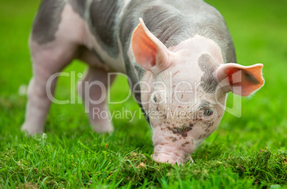 young pig on a green grass
