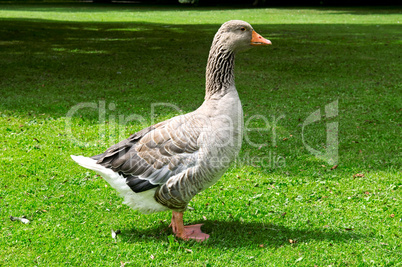 goose on the lawn