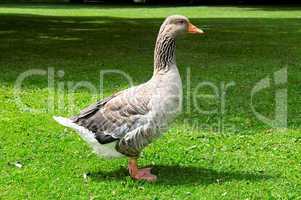 goose on the lawn