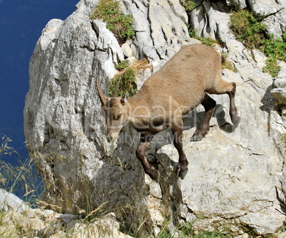 Female wild alpine ibex - steinbock portrait