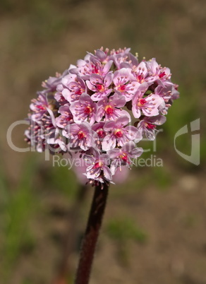 Darmera peltata, indian rhubarb or umbrella plant