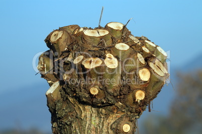 Branches cut on the top of trunk