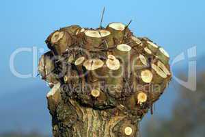 Branches cut on the top of trunk