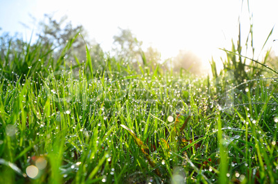 frühling morgentau wiese