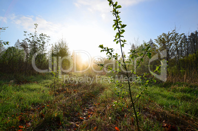 frühling morgentau wiese