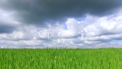 Green cereal field