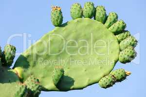 Barbary cactus