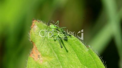Green striped Grasshopper  on the leaf