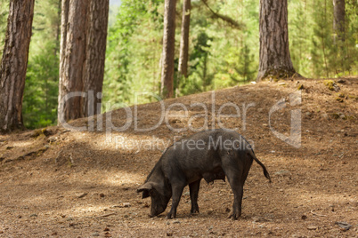 wild pig in forest
