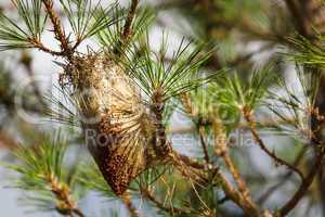 processionary caterpillar nest