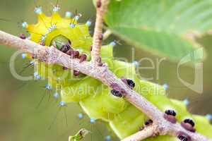 Saturnia pyri caterpillar