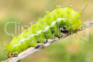 big moth caterpillar