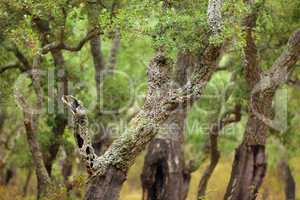 Cork tree forest