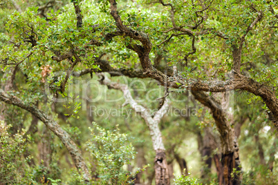 cork tree forest