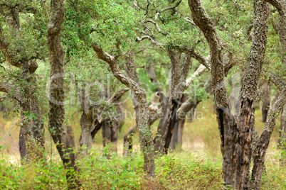 cork tree woods