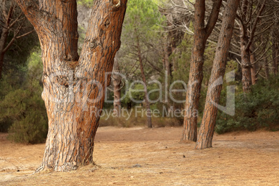mediterranean pine trees