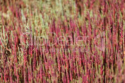 Salicornia field