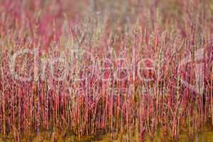 salicornia field