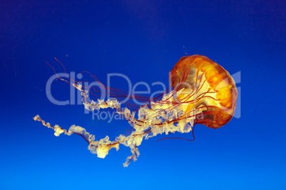 orange bell jellyfish