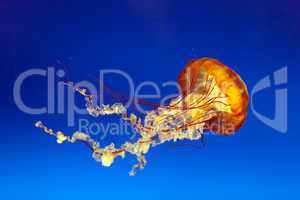 orange bell jellyfish