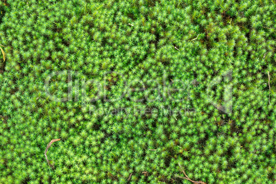 zen garden moss background