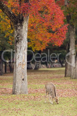 deer grazing in Nara park