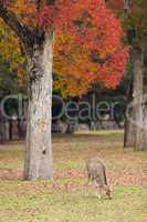 deer grazing in Nara park