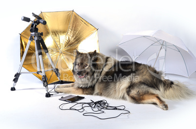 hund im fotostudio