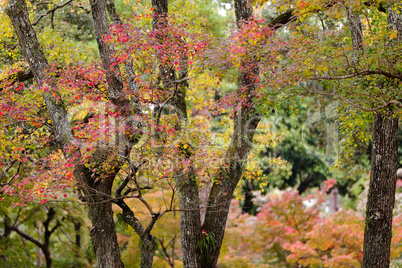 japanese fall colors