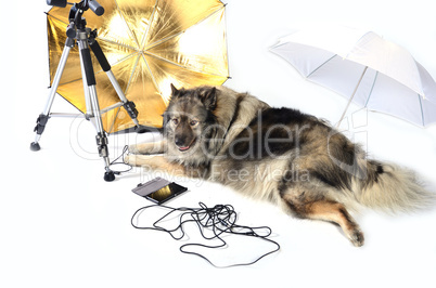 hund im fotostudio