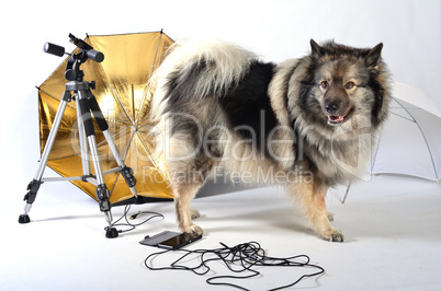 hund im fotostudio