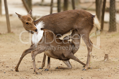 deer love