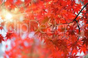 japanese red maple tree