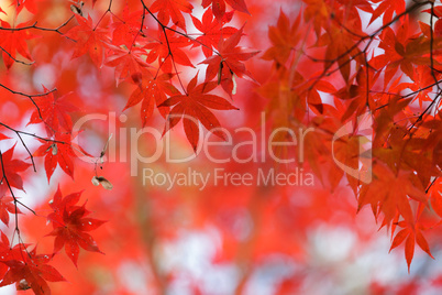 red maple tree background