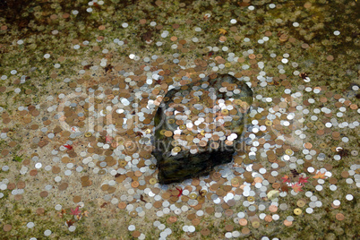 coins in pond