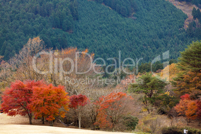 Japanese autumn landscape