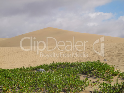 Sanddüne bei Maspalomas, Gran Canaria