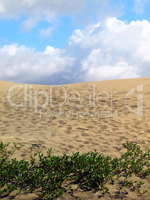 Sanddüne bei Maspalomas, Gran Canaria