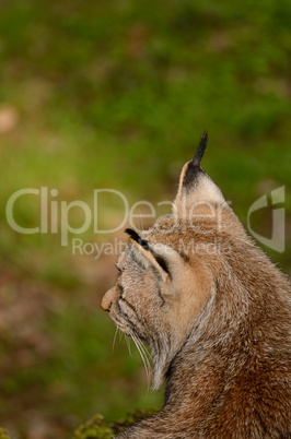 eurasisch luchs