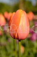 Beautiful tulip