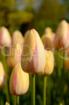 Yellow tulips