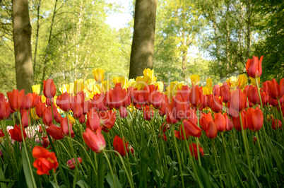 Colorful tulips