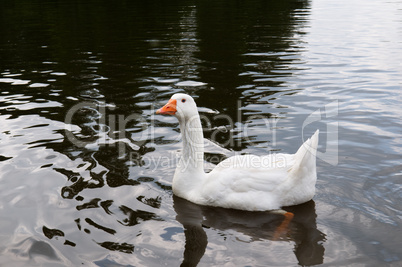 White goose swims in the lake